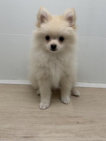 ポメラニアン