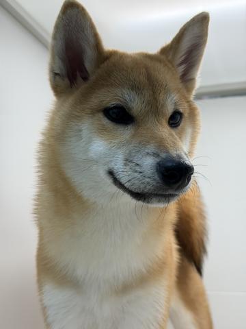 柴犬