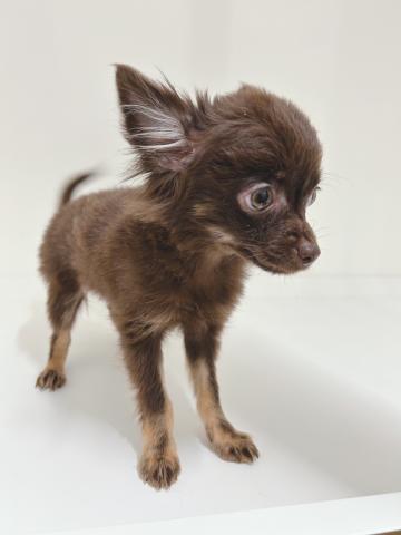 新潟県のMIX(チワワ×(ポメラニアン×チワワ)) (ペットアミ 三条四日町店/2025年8月15日生まれ/女の子/チョコレート)の子犬の2枚目の画像