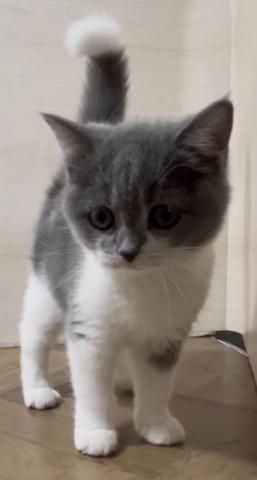 和歌山県のスコティッシュフォールド (ペットアミ 和歌山インター店/2025年9月25日生まれ/女の子/ブルーホワイト)の子猫の1枚目の画像