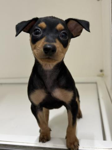 新潟県のミニチュアピンシャー (ペットアミ 三条四日町店/2025年7月26日生まれ/男の子/ブラックタン)の子犬