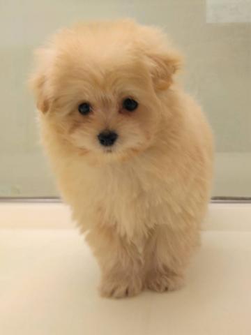 岩手県のハーフ犬・ミックス犬 (ペットアミ 花巻店/2025年10月6日生まれ/男の子/アプリコット)の子犬の1枚目の画像