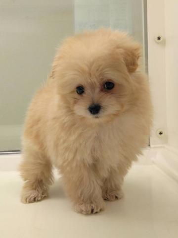 岩手県のハーフ犬・ミックス犬 (ペットアミ 花巻店/2025年10月6日生まれ/男の子/アプリコット)の子犬の2枚目の画像