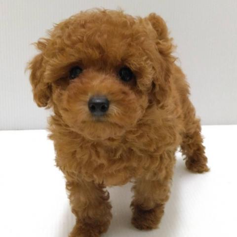 岩手県のトイプードル(トイ) (ペットアミ 花巻店/2025年9月19日生まれ/女の子/レッド)の子犬