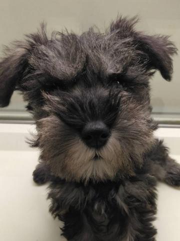 岩手県のミニチュアシュナウザー (ペットアミ 花巻店/2025年10月4日生まれ/女の子/ソルトペッパー)の子犬の1枚目の画像