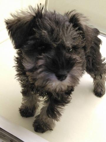 岩手県のミニチュアシュナウザー (ペットアミ 花巻店/2025年10月4日生まれ/女の子/ソルトペッパー)の子犬の2枚目の画像