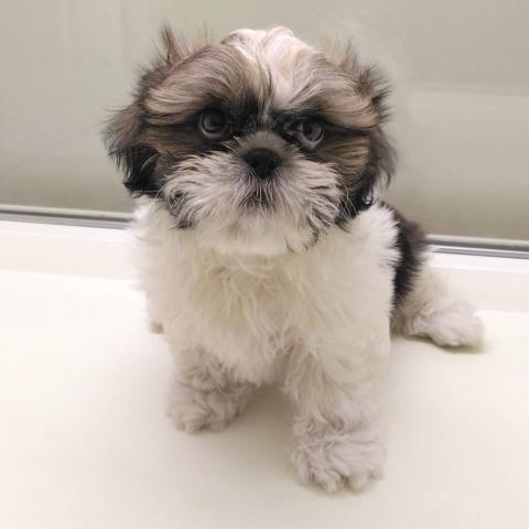 岩手県のシーズー (ペットアミ 花巻店/2025年6月29日生まれ/男の子/ゴールドホワイト)の子犬