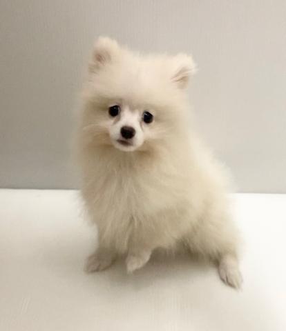 岩手県のポメラニアン (ペットアミ 花巻店/2025年6月28日生まれ/男の子/ホワイト)の子犬