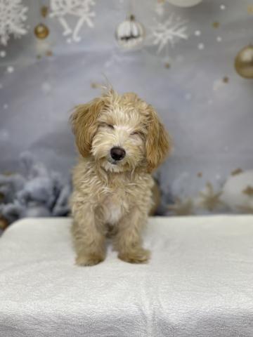 新潟県のマルプー(マルチーズ×プードル) (ペットアミ 十日町店/2025年7月21日生まれ/男の子/その他色)の子犬の2枚目の画像