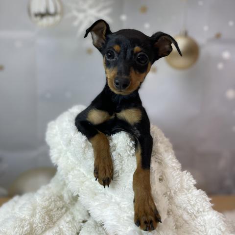 新潟県のミニチュアピンシャー (ペットアミ 十日町店/2025年8月21日生まれ/男の子/ブラックタン)の子犬の1枚目の画像