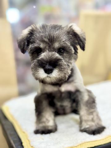 新潟県のミニチュアシュナウザー (ペットアミ 柏崎店/2025年10月18日生まれ/女の子/ソルトペッパー)の子犬の3枚目の画像