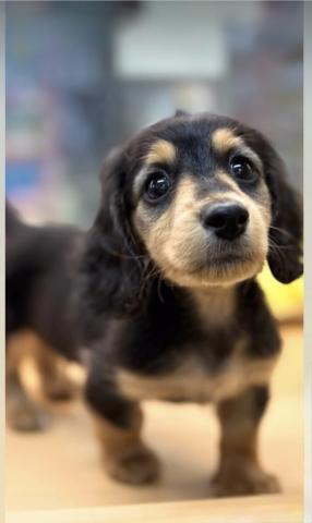 新潟県のミニチュアダックスフンド(ロング) (ペットアミ 柏崎店/2025年10月18日生まれ/男の子/ブラックタン)の子犬の2枚目の画像