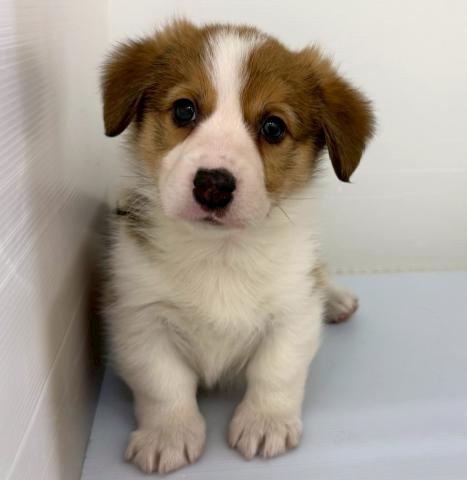 秋田県のウェルシュコーギーペンブローク (ペットアミ 本荘インター店/2025年10月19日生まれ/男の子/レッドホワイト)の子犬の1枚目の画像