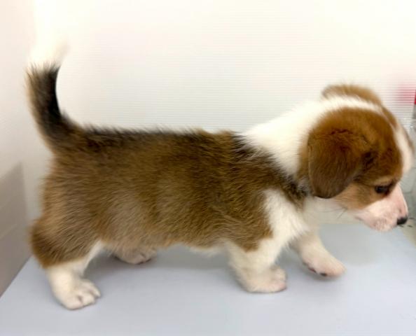 秋田県のウェルシュコーギーペンブローク (ペットアミ 本荘インター店/2025年10月19日生まれ/男の子/レッドホワイト)の子犬の4枚目の画像