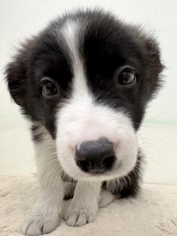 ボーダーコリー