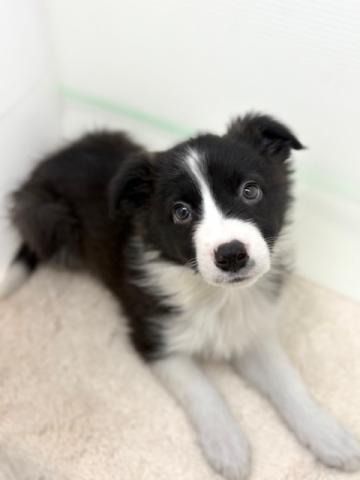 ボーダーコリー