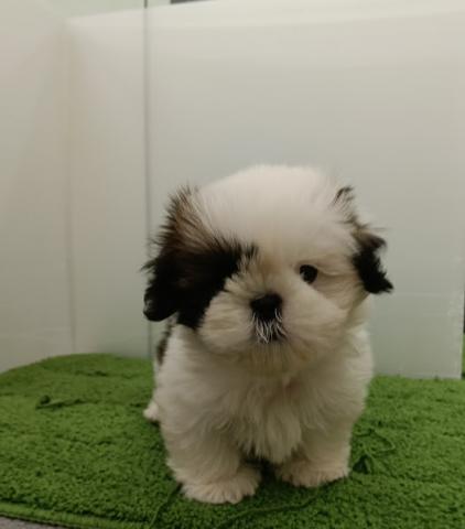 秋田県のシーズー (ペットアミ 本荘インター店/2025年9月27日生まれ/男の子/ホワイトゴールド)の子犬の3枚目の画像