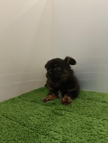 秋田県のハーフ犬・ミックス犬 (ペットアミ 本荘インター店/2025年9月8日生まれ/男の子/ブラックタン)の子犬の2枚目の画像