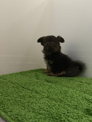 秋田県のハーフ犬・ミックス犬 (ペットアミ 本荘インター店/2025年9月8日生まれ/男の子/ブラックタン)の子犬の3枚目の画像