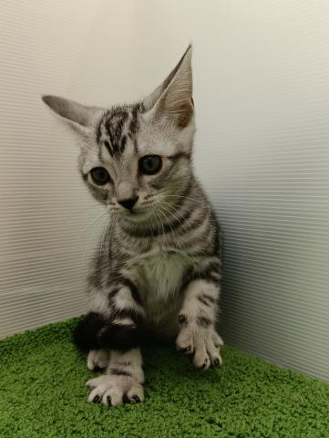秋田県のアメリカンショートヘアー (ペットアミ 本荘インター店/2025年8月28日生まれ/男の子/シルバータビー)の子猫の1枚目の画像