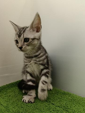 秋田県のアメリカンショートヘアー (ペットアミ 本荘インター店/2025年8月28日生まれ/男の子/シルバータビー)の子猫の2枚目の画像