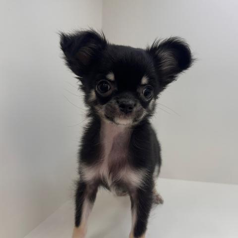 チワワ（ロングコート）