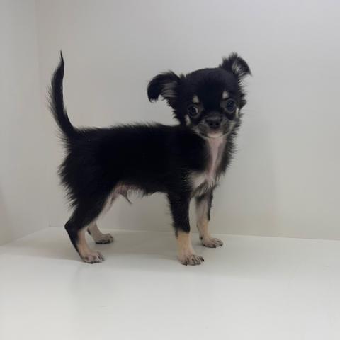 チワワ（ロングコート）