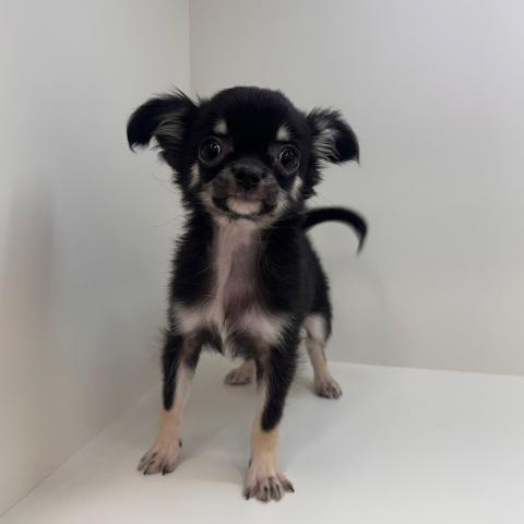 チワワ（ロングコート）