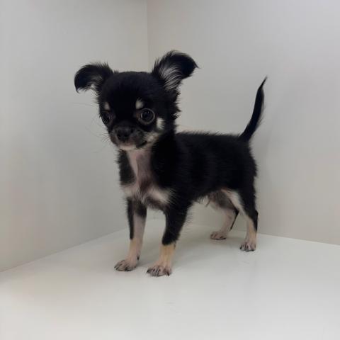 チワワ（ロングコート）