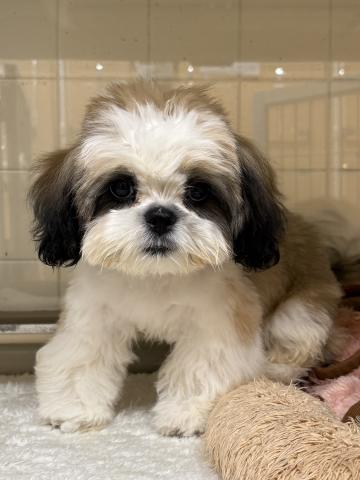 三重県のシーズー (ペットアミ 松阪店/2025年8月28日生まれ/男の子/ゴールドホワイト)の子犬