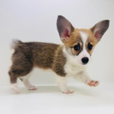 ウェルシュコーギーペンブローク