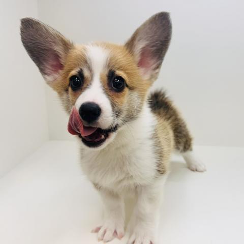 ウェルシュコーギーペンブローク