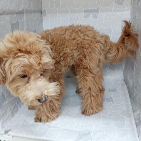 MIXマルプー×トイプードル