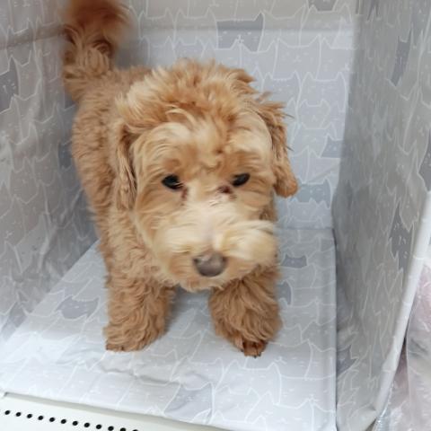 MIXマルプー×トイプードル