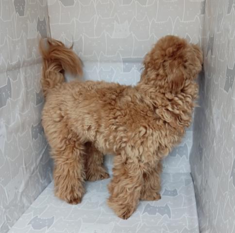 MIXマルプー×トイプードル