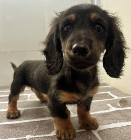 ミニチュアダックスフンド