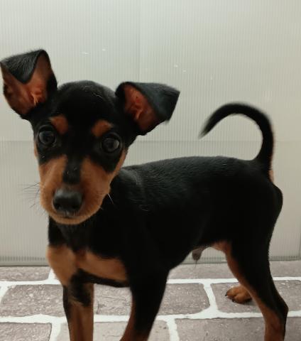 ミニチュアピンシャー