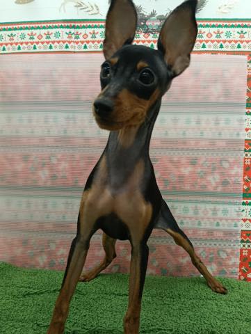 秋田県のミニチュアピンシャー (ペットアミ 本荘インター店/2025年8月24日生まれ/男の子/ブラックブラック＆タン)の子犬の1枚目の画像