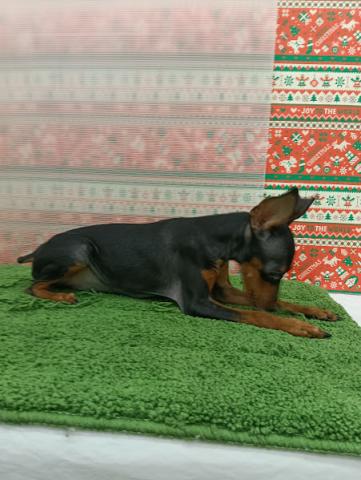 秋田県のミニチュアピンシャー (ペットアミ 本荘インター店/2025年8月24日生まれ/男の子/ブラックブラック＆タン)の子犬の3枚目の画像