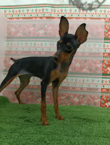 秋田県のミニチュアピンシャー (ペットアミ 本荘インター店/2025年8月24日生まれ/男の子/ブラックブラック＆タン)の子犬の4枚目の画像