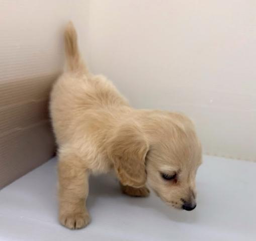 秋田県のミニチュアダックスフンド(ロング) (ペットアミ 本荘インター店/2025年10月17日生まれ/女の子/イエロー)の子犬の3枚目の画像