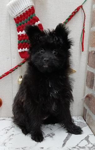 秋田県のハーフ犬・ミックス犬 (ペットアミ 能代東インター店/2025年9月19日生まれ/男の子/ブラック)の子犬の1枚目の画像