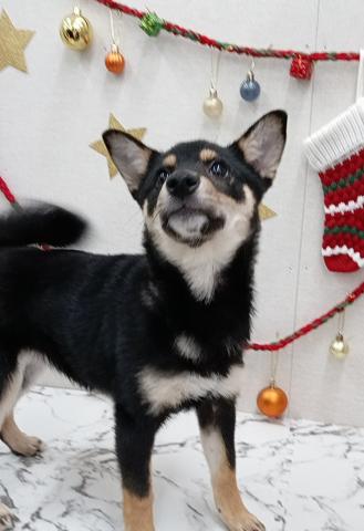 秋田県の柴犬(標準サイズ) (ペットアミ 能代東インター店/2025年8月30日生まれ/女の子/黒)の子犬の2枚目の画像