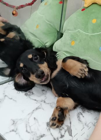 秋田県のミニチュアダックスフンド(ロング) (ペットアミ 能代東インター店/2025年8月24日生まれ/男の子/ブラックタン)の子犬の3枚目の画像