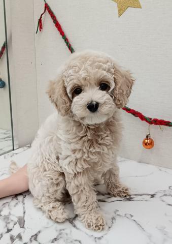 秋田県のハーフ犬・ミックス犬 (ペットアミ 能代東インター店/2025年10月3日生まれ/女の子/クリーム)の子犬の1枚目の画像