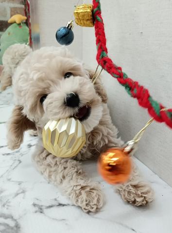 秋田県のハーフ犬・ミックス犬 (ペットアミ 能代東インター店/2025年10月3日生まれ/女の子/クリーム)の子犬の4枚目の画像