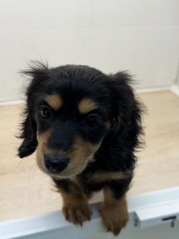 ミニチュアダックスフンド