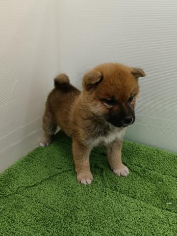 秋田県の柴犬(標準サイズ) (ペットアミ 本荘インター店/2025年11月1日生まれ/男の子/赤)の子犬の3枚目の画像