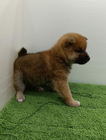 秋田県の柴犬(標準サイズ) (ペットアミ 本荘インター店/2025年11月1日生まれ/男の子/赤)の子犬の4枚目の画像