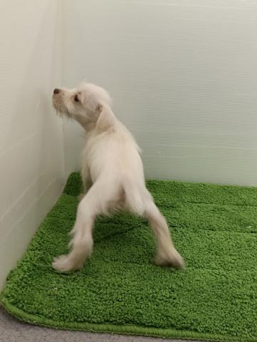 秋田県のハーフ犬・ミックス犬 (ペットアミ 本荘インター店/2025年11月2日生まれ/女の子/クリーム)の子犬の3枚目の画像